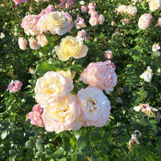 Ксения Станиславовна