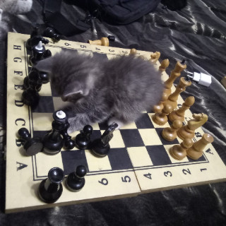 Туганов Тимур Диасович